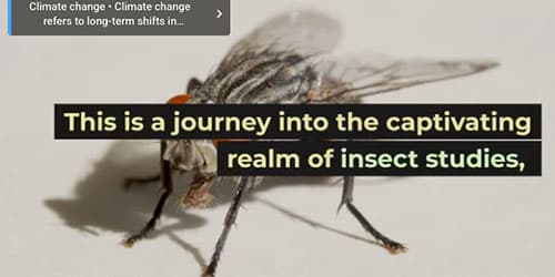 Gas Mixer for Insect Studies: Insights into the Microscopic World