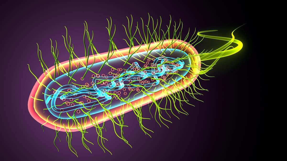 Controlled Gas Environments for 3D Cell Culture Systems