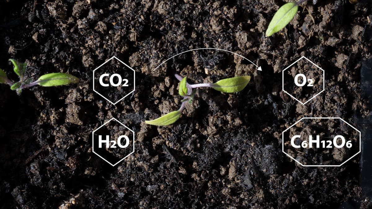 Gas Mixers for Plant Physiology studies