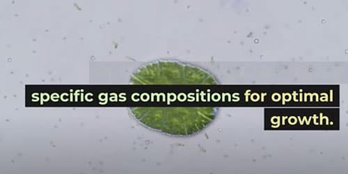 Gas Mixer for Algae Cultivation: Nurturing Green Innovation