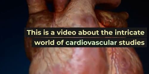 Gas Mixer for Cardiovascular Studies: The Secrets of Heart Health