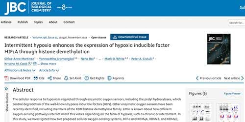 Intermittent hypoxia enhances the expression of hypoxia inducible factor HIF1A through histone demethylation