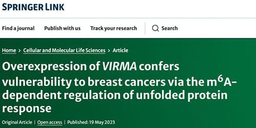 Overexpression of VIRMA confers vulnerability to breast cancers