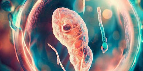 The Benefits of Using a Gas Mixer in Fetal Research